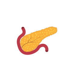 human pancreas vector organ