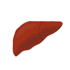 human liver vector illustration