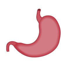 stomach vector illustration
