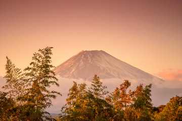 Fototapeta premium 富士山の夕景と竹林