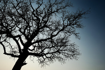 Dead black tree silhouette