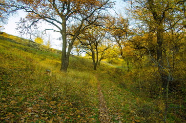 Fototapeta na wymiar Oak grove on the mountainside in autumn.