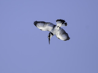Pied Kingfisher Diving