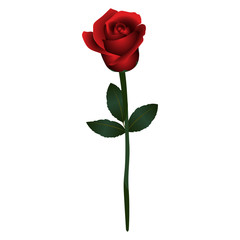 Naklejka premium Isolated rose icon