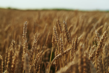 Wheat, field, summer