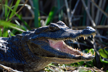 Yacaré negro