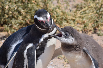 Ping&uuml;ino de Magallanes