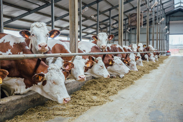 Dairy cows of Monbeliard breeding in free livestock stall  - obrazy, fototapety, plakaty