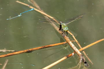 Königslibelle bei der Eiablage