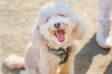 散歩するプードル