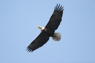 Fototapeta na wymiar Adult Bald Eagle (haliaeetus leucocephalus)
