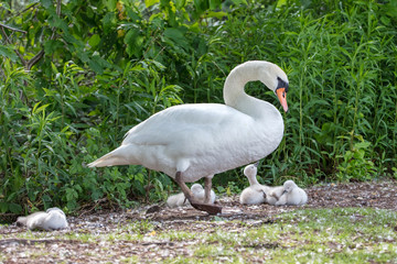 Schwanenfamilie