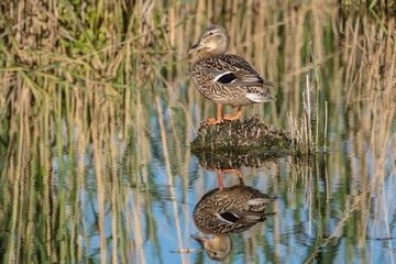 Ente mit Spiegelung