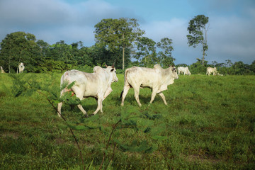 cattle in farm