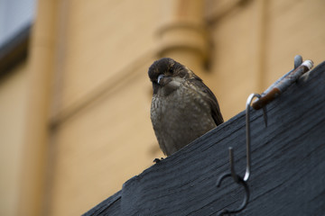 Bird on a ledge