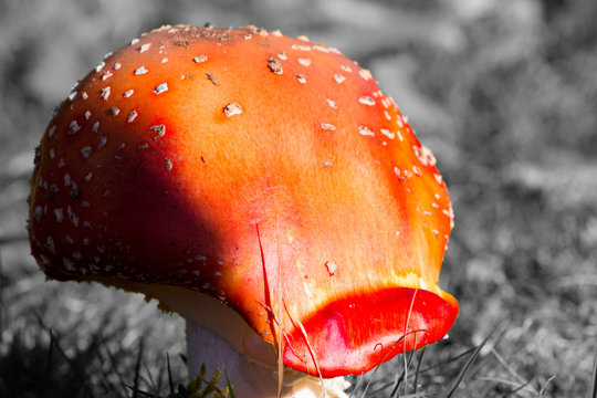 Popping Mushroom