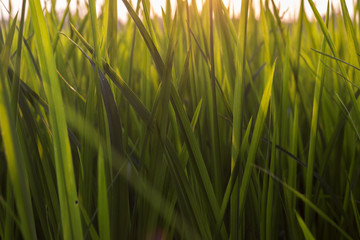 Close up leaves of rice plant.