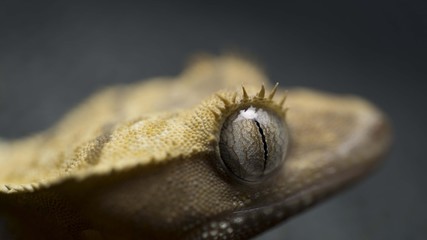 Beautiful Eyes - Crusted Gecko