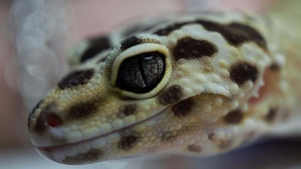 Leopard Gecko 
