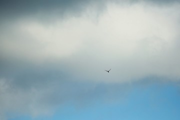 Blue sky with white and dark blue clouds and silhouette of a bird