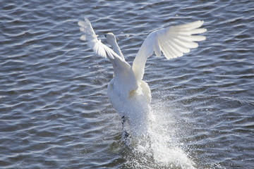 助走する白鳥　Swans take off	