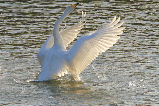 翼を広げる白鳥　Swans spreading wings	