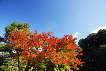 紅葉風景　京都