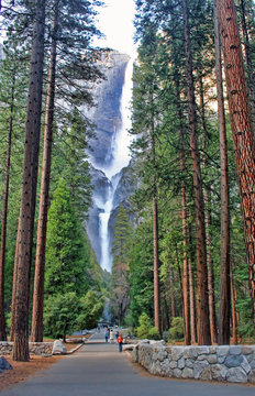 Yosemite Falls seen through the trees on the valley floor in Yosemite National Park, California