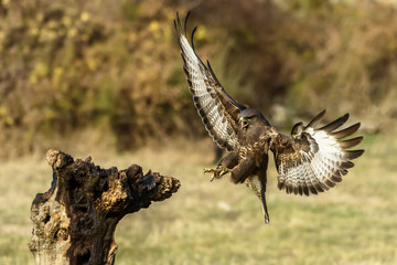 Common Buzzard, buteo buteo