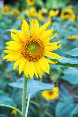 sSunflower bloom blossomed in the field.