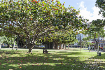 ホノルル動物園前の広場