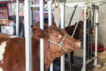 Show cattle in blocking chutes