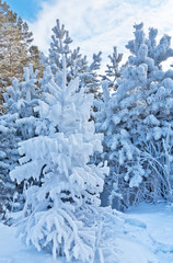 Covered with hoarfrost and white snow the spruce trees in the winter forest in the frosty afternoon. Christmas landscape in Siberian frost