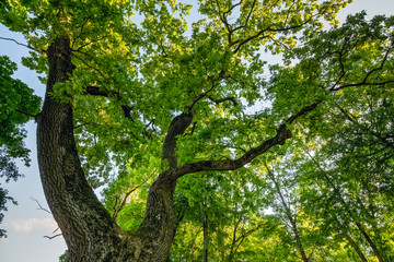 Huge oak view from below
