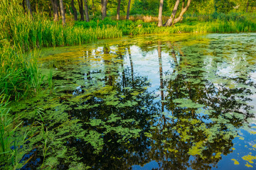 Reflections on the surface of swamp water