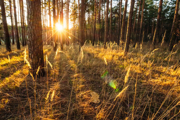 Sunset in a pine forest with field grass