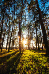 Beautiful sunset in a pine park