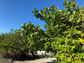 tropical trees on the beach