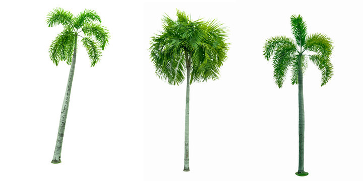 Manila palm, Christmas palm tree ( Veitchia merrillii ) isolated on white background. used for advertising decorative architecture. Summer and beach concept.