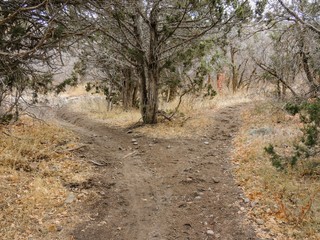 Fototapeta premium Late Fall panorama forest views hiking, biking, horseback trails through trees on the Yellow Fork and Rose Canyon Trails in Oquirrh Mountains on the Wasatch Front in Salt Lake County Utah USA. 