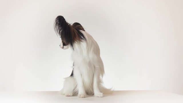 Beautiful young male dog Continental Toy Spaniel Papillon sits and looks around on white background stock footage video