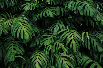 Fototapeta na wymiar Green leaves of Monstera philodendron plant growing in wild, the tropical forest plant, evergreen vines abstract color on dark background.