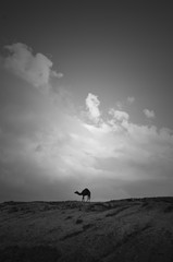 Silhouette of a camel