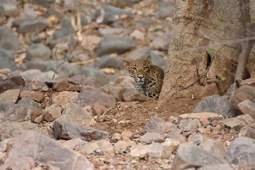 Leopard resting and hiding behind Tree