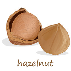Closeup of hazelnuts, isolated on the white background.