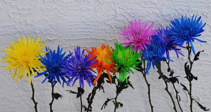 " Support Each other" Colorful flowers arranged on a textured white background to create an inspirational Image.