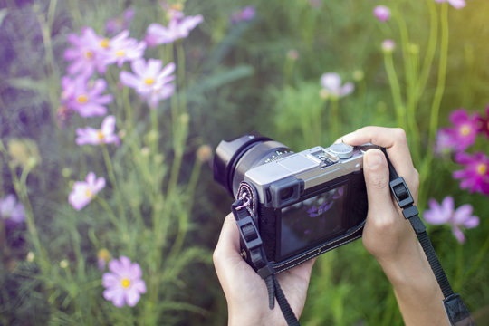 Woman having fun in the cosmos flower field with camera travel photo of photographer, Tourist take a photo to cosmos flower garden