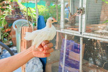 white chicken On hand (species hen serama in farm south of Thailand)