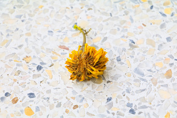 Flowers dry withered on terrazzo floor background