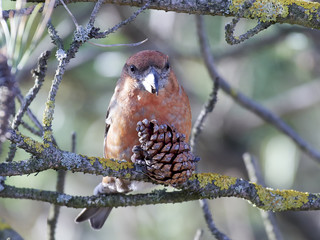 Parrot crossbill (Loxia pytyopsittacus)